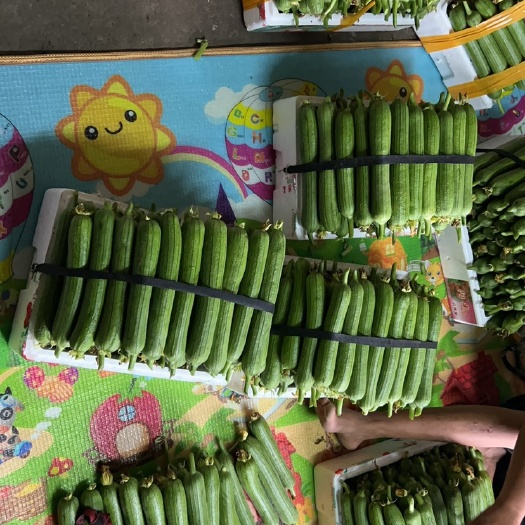 宜兴市肉丝瓜