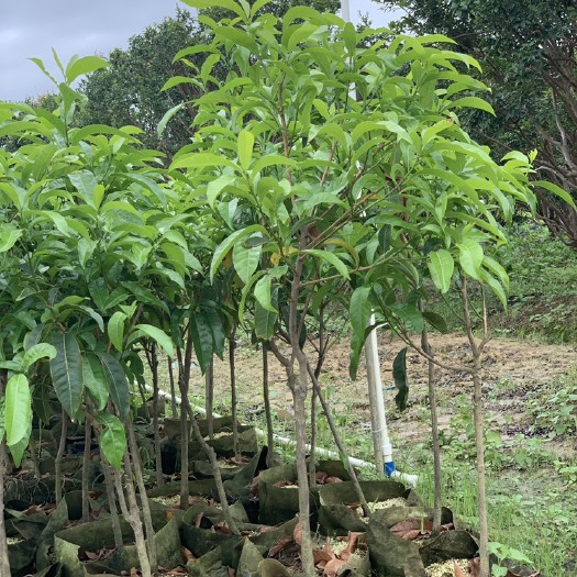 博罗县黄晶果6号苗 所见即所得，现货不多