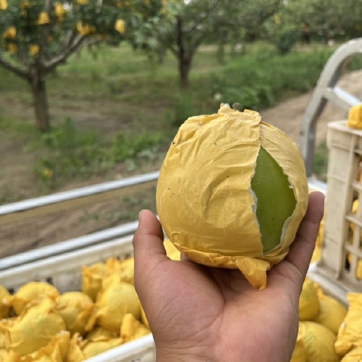 砀山县苏翠一号