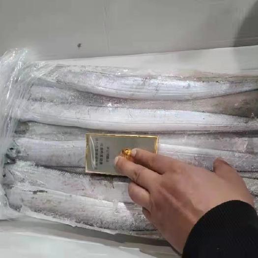 天津舟山带鱼
