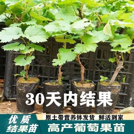 长沙【带土带叶发货】葡萄树苗盆栽地阳台栽庭院南北方种植当年结果