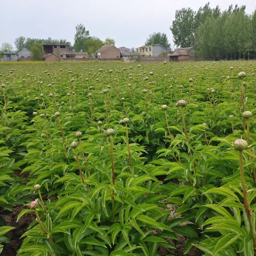 菏泽芍药 精品观赏重瓣多花芍药  质量好价格低