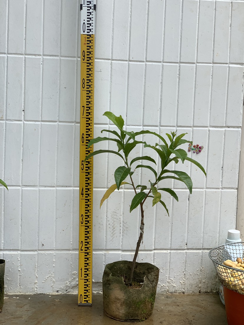 博罗县黄晶果6号:它是目前所有黄晶果当中最耐寒的品种。果实圆润，