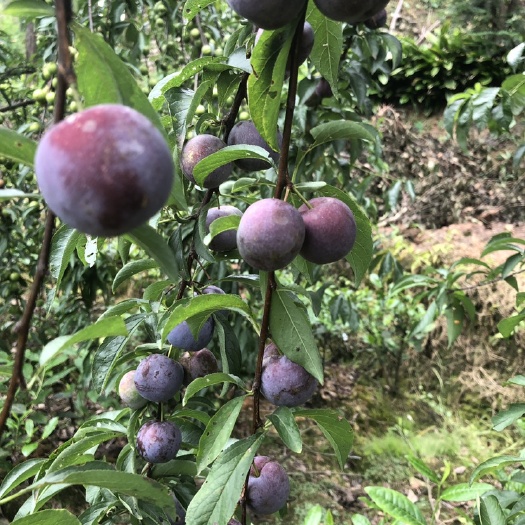 洪雅县味道巴适