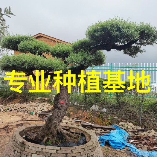 漳州欧洲橄榄树批发橄榄树价格 庭院别墅橄榄树公园造景