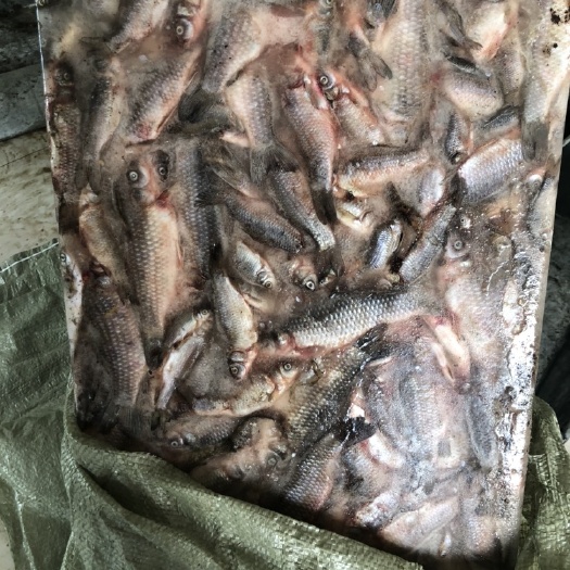 呼伦贝尔小杂鱼饲料鱼