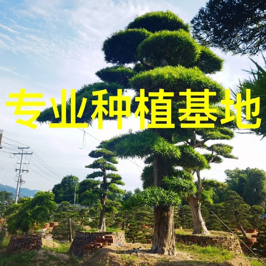 漳州日本罗汉松价格 罗汉松批发 国产罗汉松 异形本地罗汉松