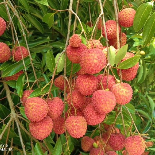 北流市广西桂味荔枝