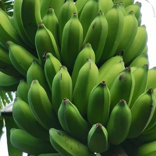 遂溪县米蕉