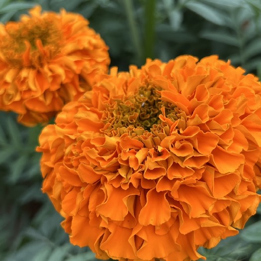 建水县万寿菊，臭菊花