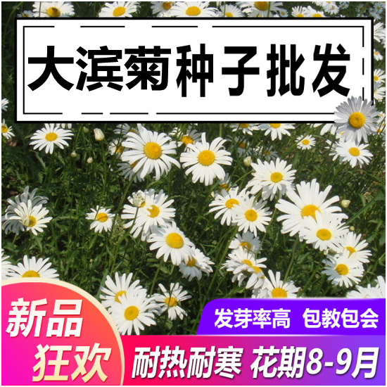 沭阳县白菊种子 白金菊种子雏菊种子白菊优质观赏种子打造花海庭院公园