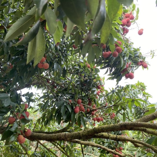灵山县广西灵山桂味 需要滴滴