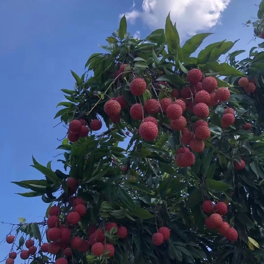 惠来县广东桂味百年荔枝小核肉厚