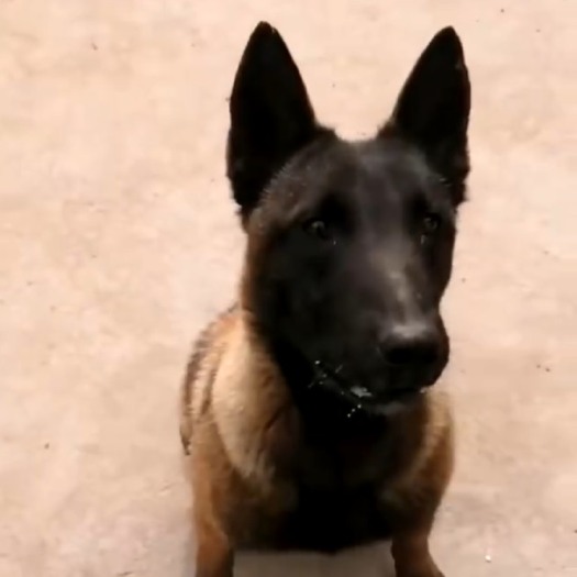 成武县双血统精品犬，很听话，想要的联系￼