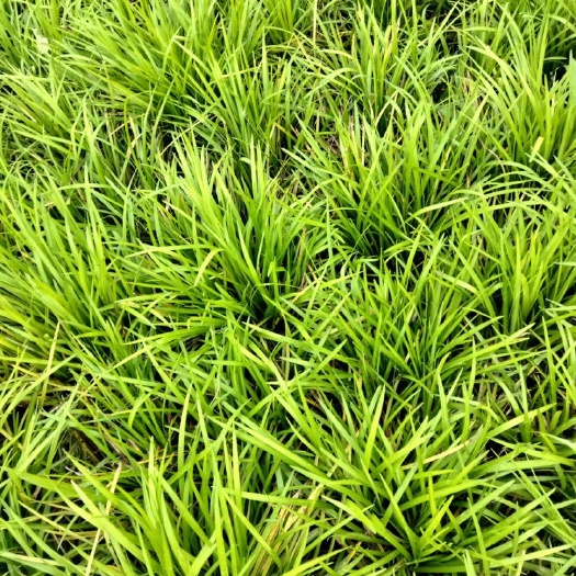 襄樊中叶麦冬草大量现货 海量供应