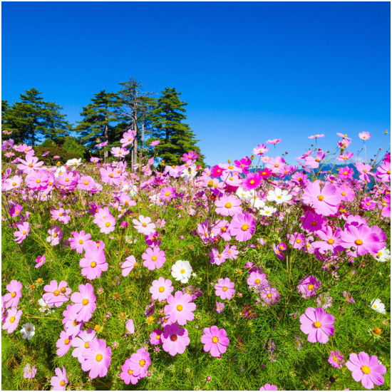 格桑花种子波斯菊种子四季草花籽孑盆栽庭院种植花海组合打造花籽