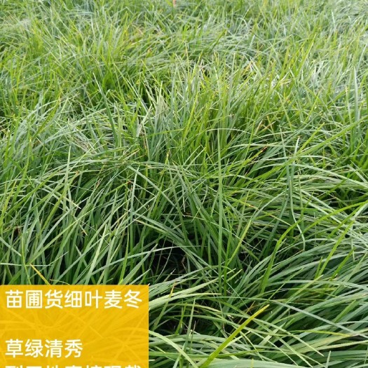襄樊细叶麦冬大量现货  自产自销  一手货源