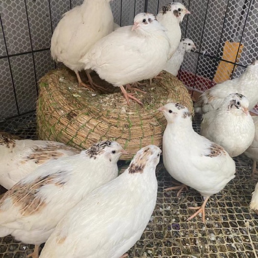 富顺县自养粮食鹌鹑