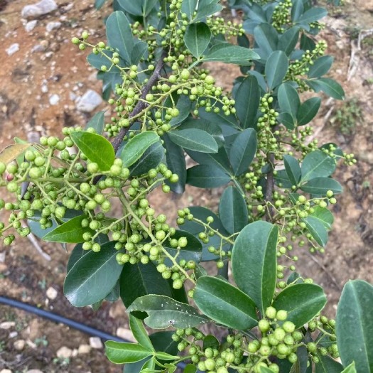 江油市绵阳青花椒藤椒鲜花椒