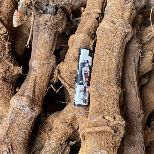 玉林海南，胡椒根，阳枝，味道辣，两斤起批