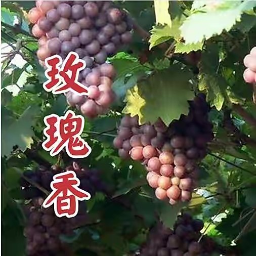 上海葡萄，玫瑰香，大颗粒，精品中的精品，成量来电