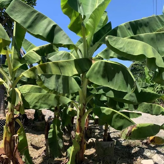漳州美植贷芭蕉树，农户直售，高1-3米，量大从优