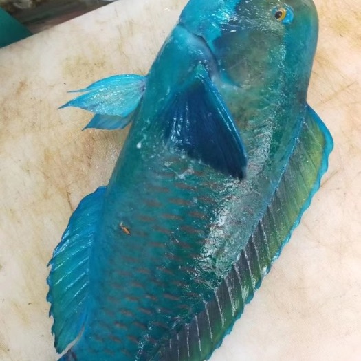 琼海市南海青衣