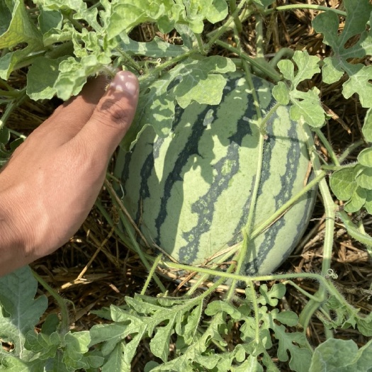 麦茬美都