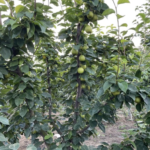 淮安翠冠梨大量出售，价格实惠