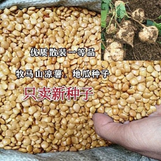 早熟牧马山凉薯种子生吃水果特大薄皮瓜圆白瓤香甜沙葛土瓜新种籽