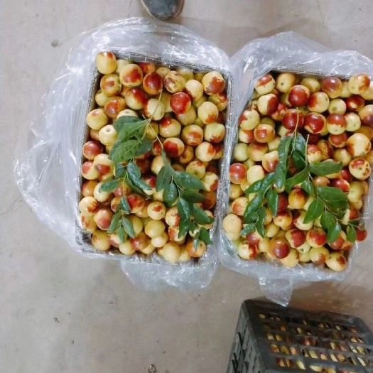 大荔县大荔冬枣，大量上市，脆甜可口，一件代发，需要的客户联系我。