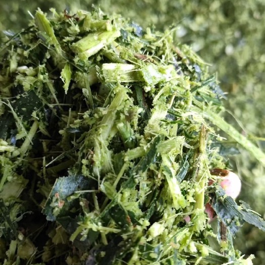 三台县青储草  玉米青储饲料！厂家直销，无中间商！