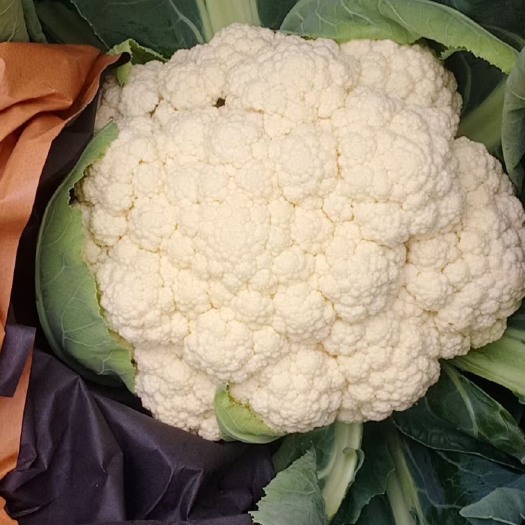 张北县坝上精品散白花