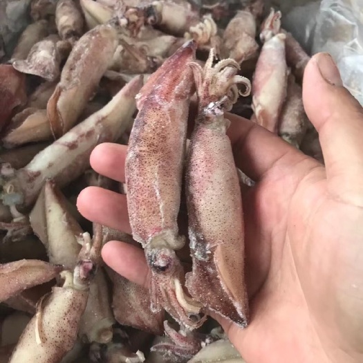 连云港笔管鱼，海兔，籽乌
