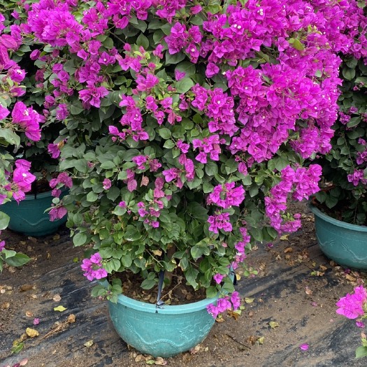 漳州紫花三角梅精品球