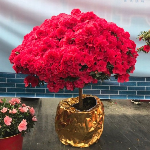 长沙比利时杜鹃花盆栽杨梅红杜鹃花四季开花室内外庭院大红色喜庆花卉