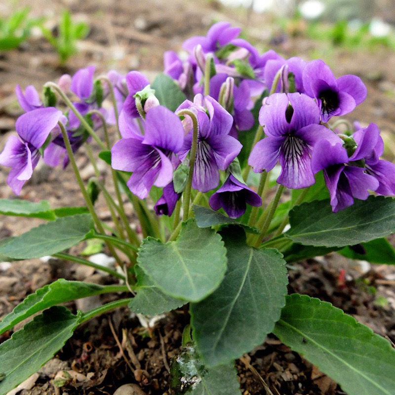 安国市花卉紫花地丁种子甜地丁籽纯新