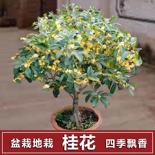 长沙【四季飘香】桂花树苗盆栽植物室内外花卉浓香好养阳台庭院四季桂