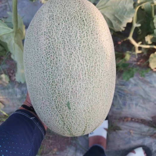 寿县哈密瓜，小蜜25