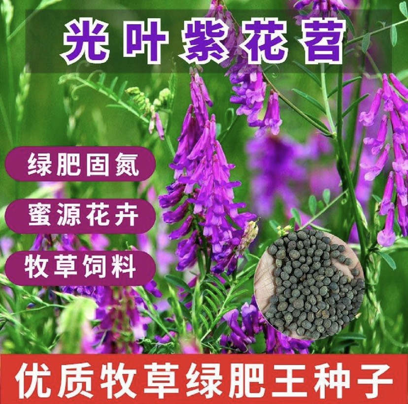 杭州毛苕种子长柔毛野豌豆种籽箭舌豌豆种毛叶光叶紫花苕子毛苕子籽