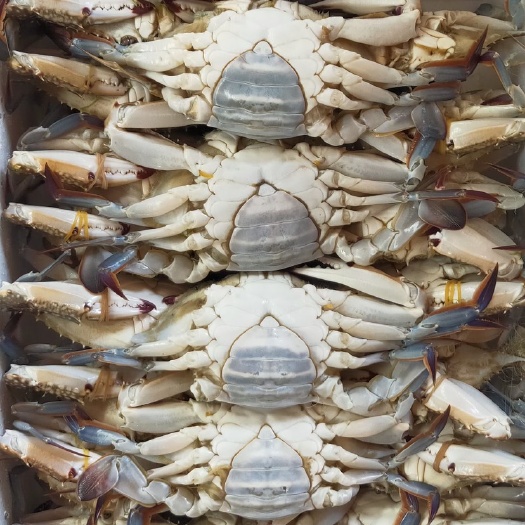 连云港梭子蟹三角蟹冻蟹大公蟹多种规格单冻板冻自助餐火锅店电商用