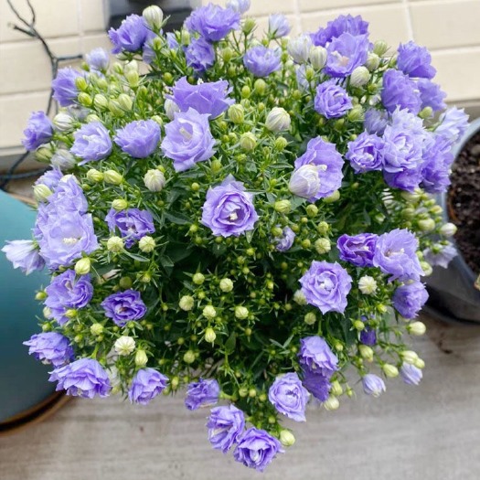 长沙丹麦风铃花盆栽带花苞四季开花耐寒好养活室内庭院阳台绿植花卉苗