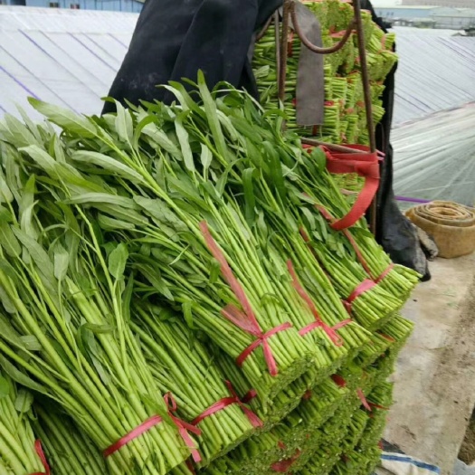 东莞市空心菜大量上市