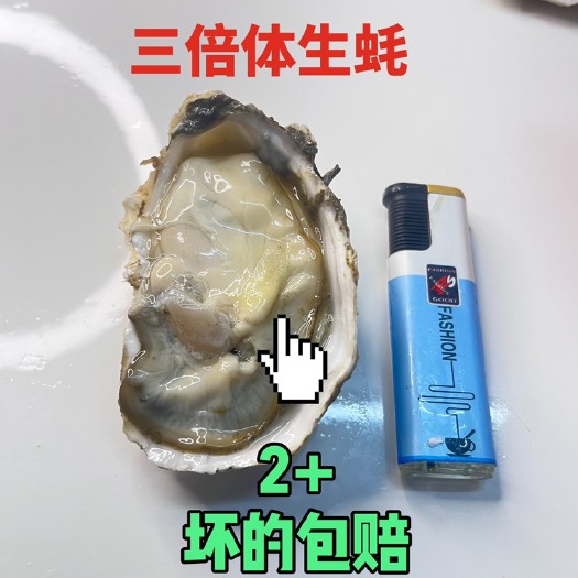 佛山鲜活广东三倍体生蚝，壳薄肉厚，口感肥度优，批发烧烤摊海鲜市场
