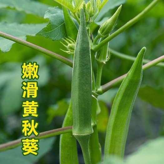 长沙秋葵种子四季播阳台盆栽现种寿光蔬菜种籽庭院田园种植