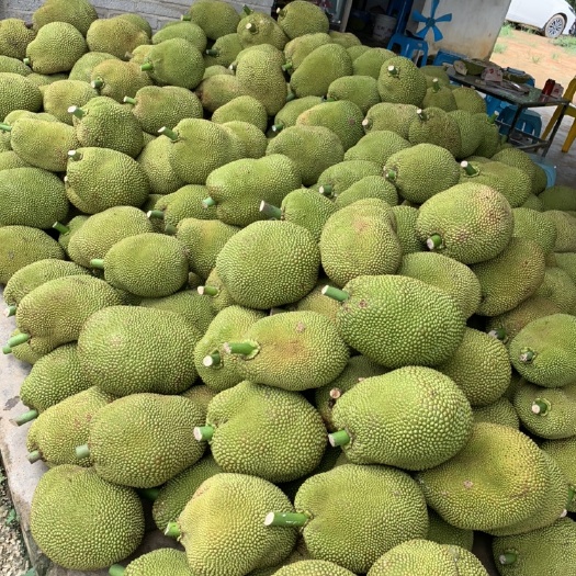 湛江常有无胶菠萝蜜