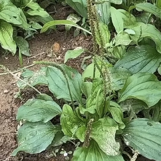 黎平县车前草 #草药 #植物