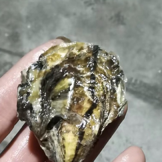 诏安县福建生蚝