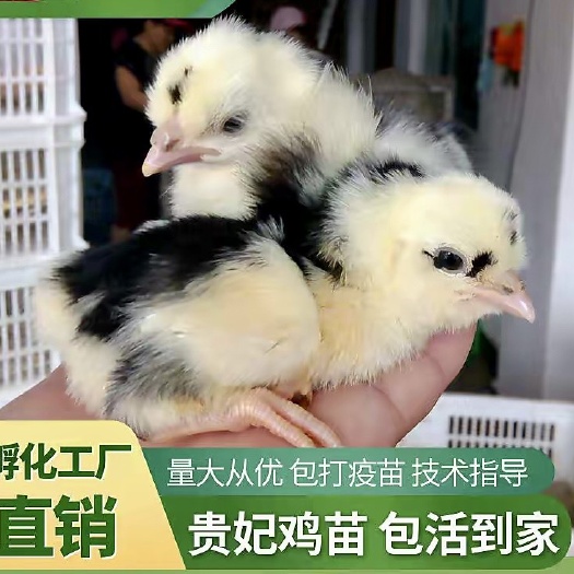 永城市贵妃鸡苗 产地一手货源 价格美丽 量大从优 以人为本诚信经营