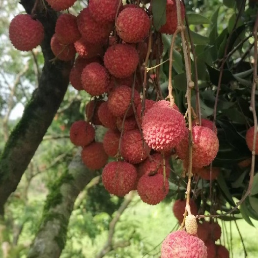 广州正宗增城桂味荔枝， 糯米糍荔枝！